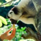 Madagascar Sifaka lemur3