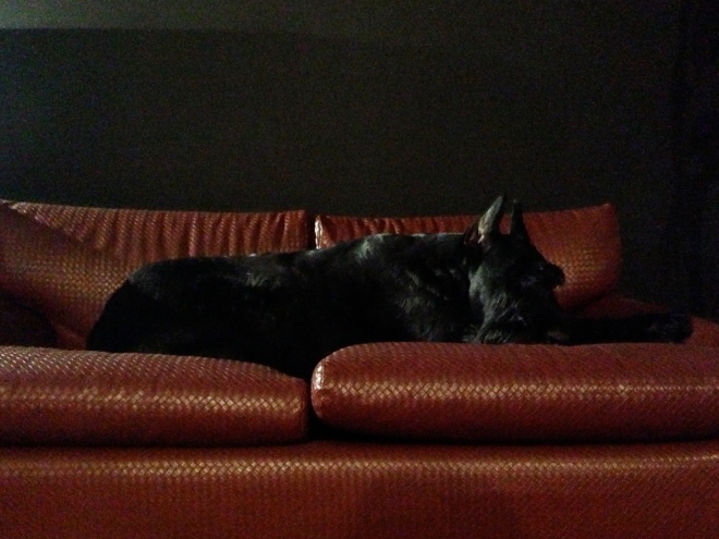 Iber-Giant-Schnauzer-sleeping-leather-couch
